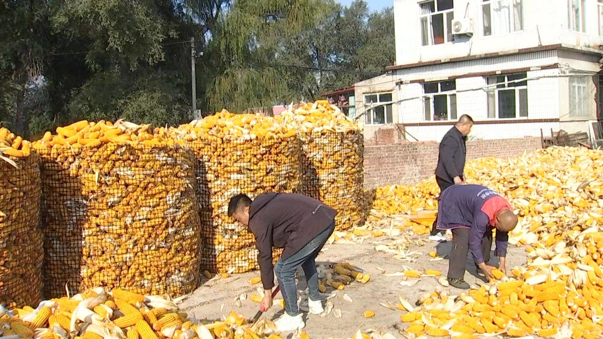 我市积极推进科学储粮工作 助力农民丰产丰收