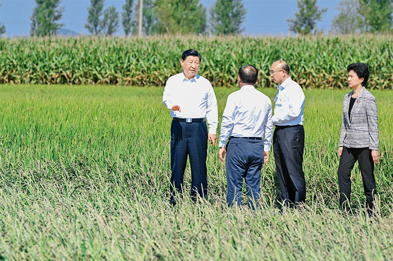 习近平：切实加强耕地保护 抓好盐碱地综合改造利用