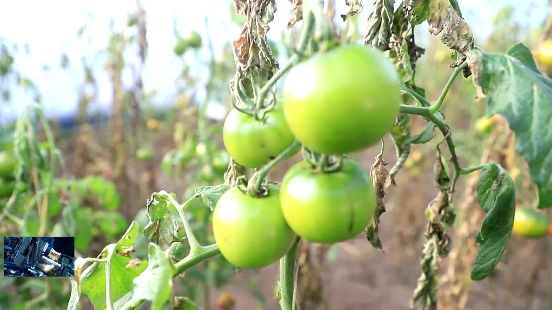 12月19日闫照庆：种植反季蔬菜 提高大棚效益