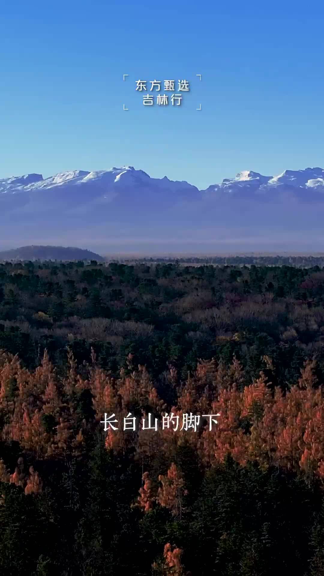 巍巍长白之下，悠悠号子声响。一步一号，是汗水滴露谱写的舞曲。12月9日-10日，东方甄选与你相约吉林，领略森林号子的豪情万丈。