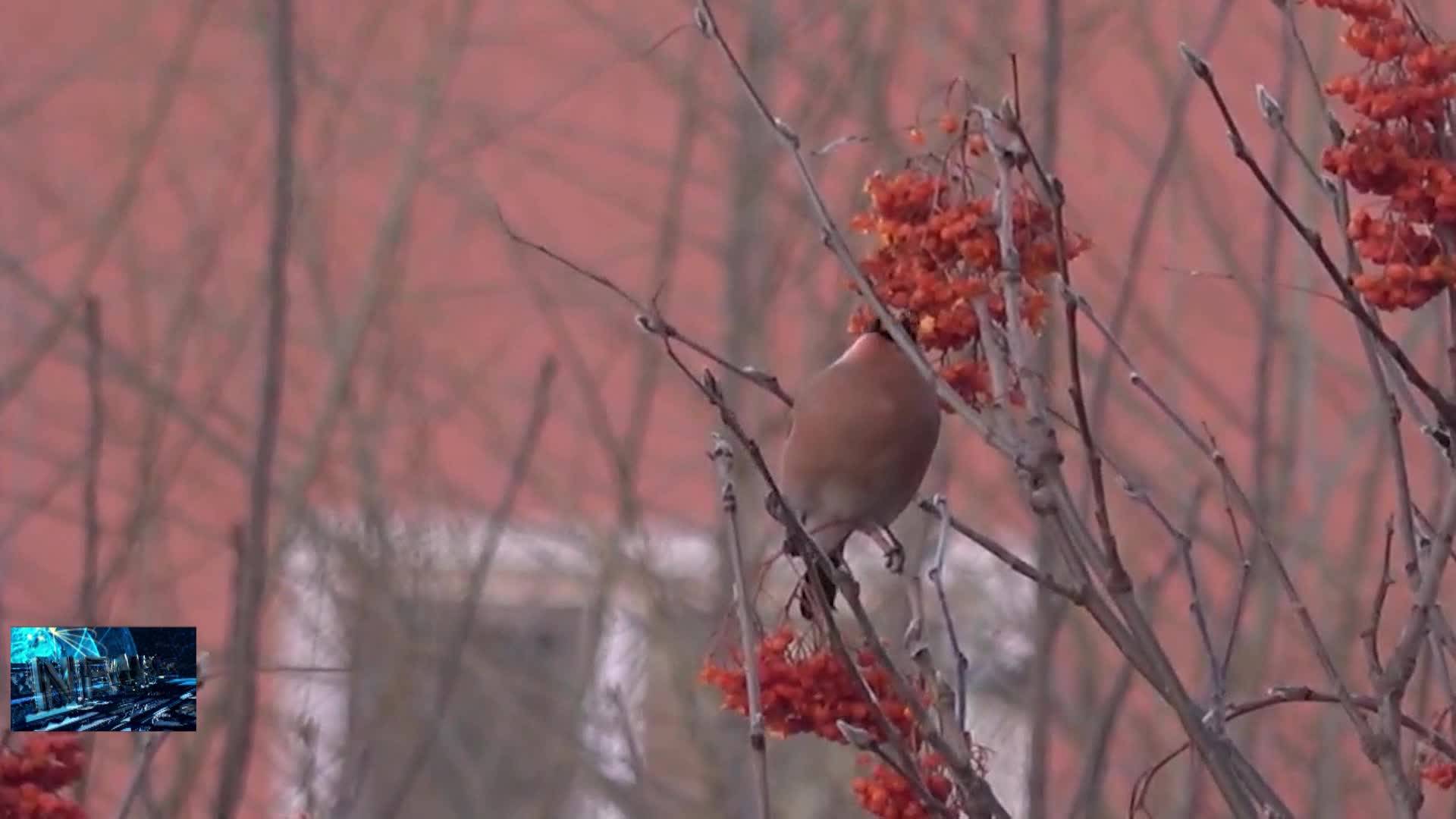 01月16日天桥岭：红腹灰雀组团吃红果