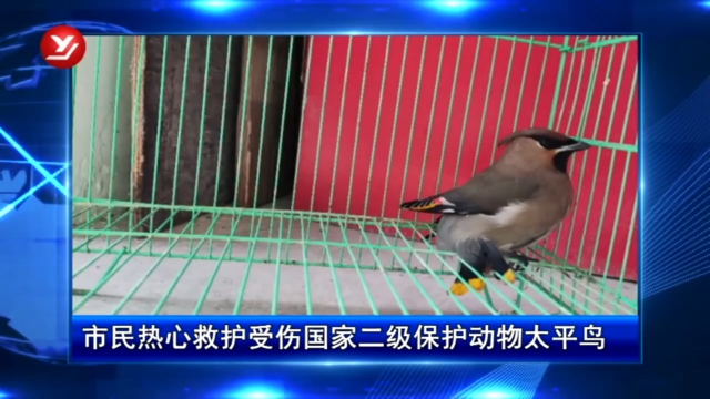 市民热心救护受伤国家二级保护动物太平鸟