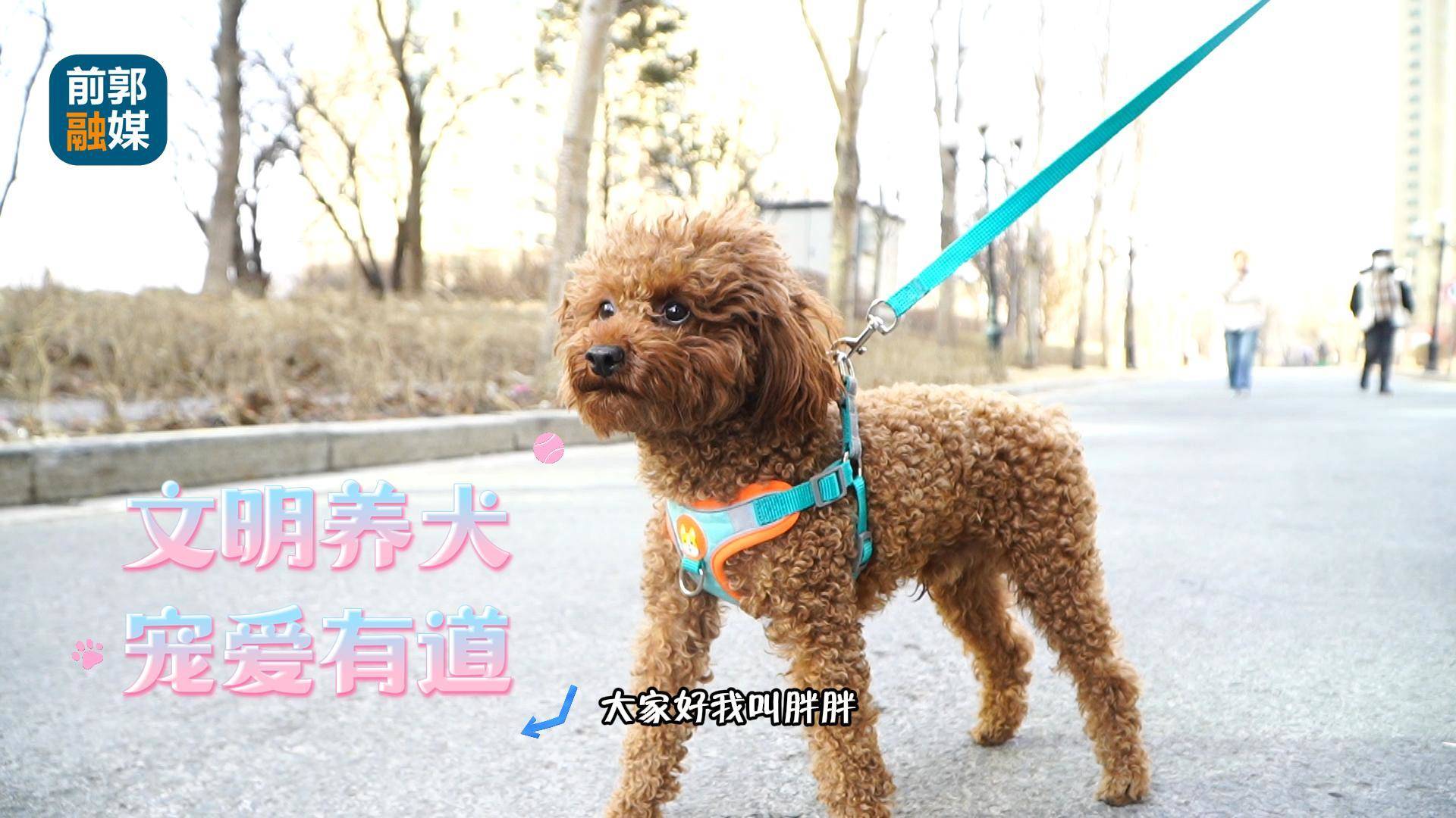 文明养犬 宠爱有道