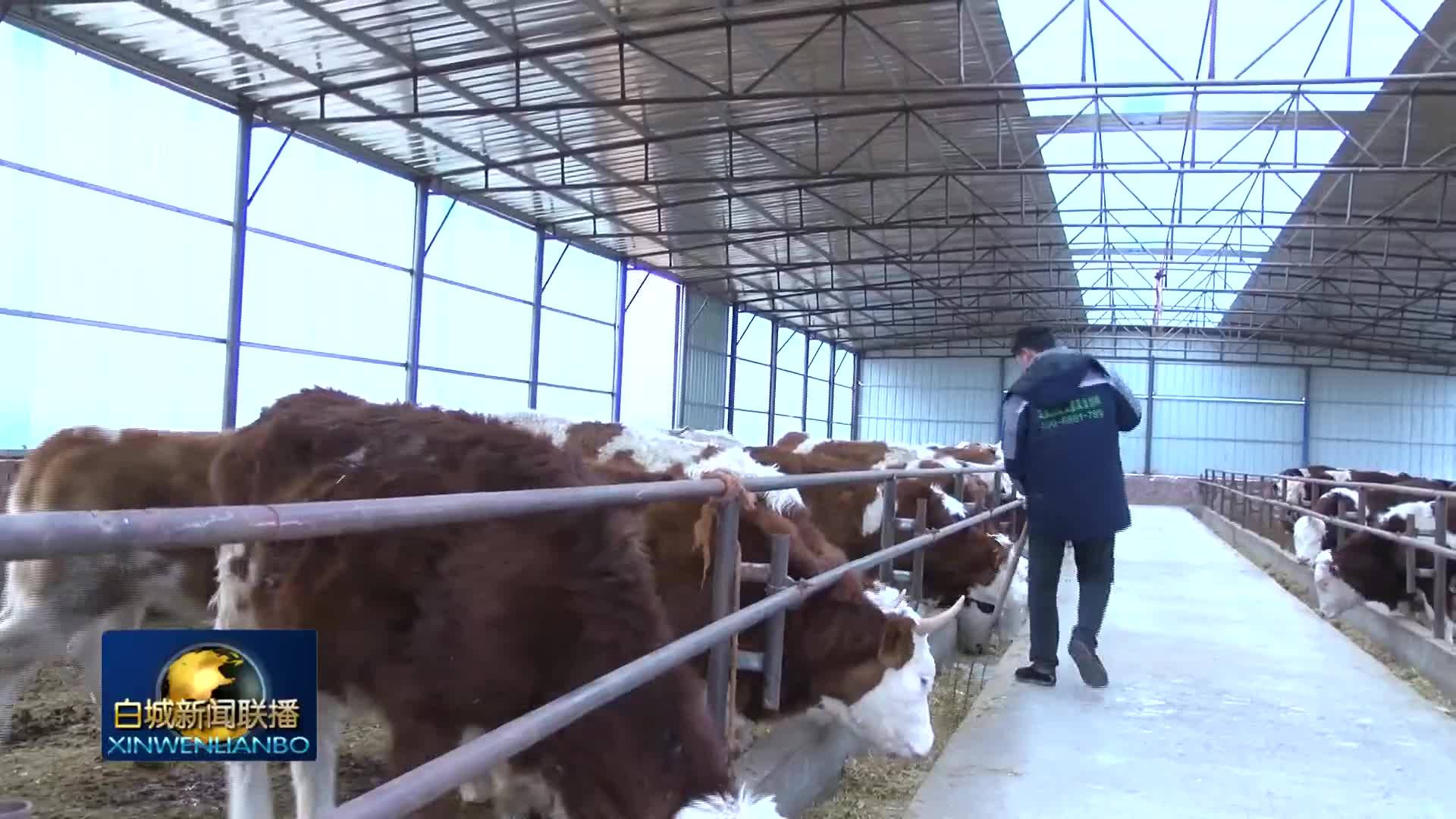 白城：发展肉牛产业助力乡村振兴
