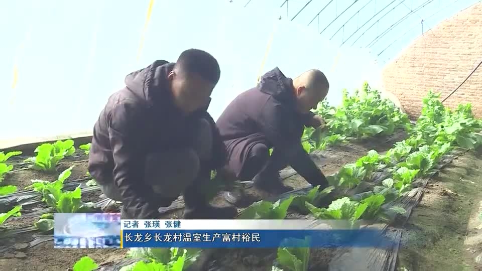 长龙乡长龙村温室生产富村裕民