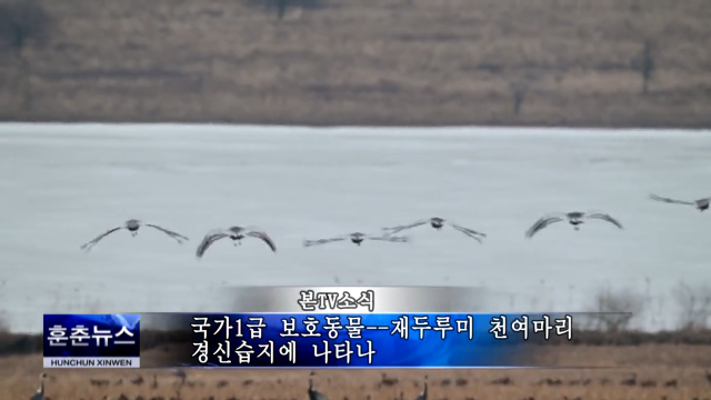 국가1급 보호동물--재두루미 천여마리 경신습지에 나타나