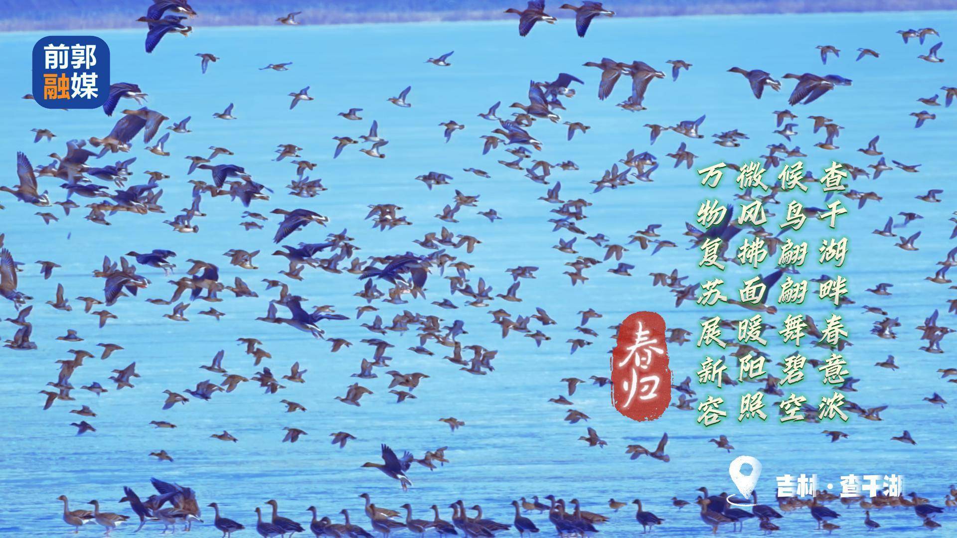 春归：查干湖鸟浪奇观 #查干湖候鸟 #查干湖 #查干湖之春
摄像：徐维山（富士相机H2S+150-600镜头）
制作：徐