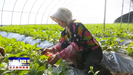 沙河镇聚鑫园种植专业合作社：大棚绿意浓 市场销售旺