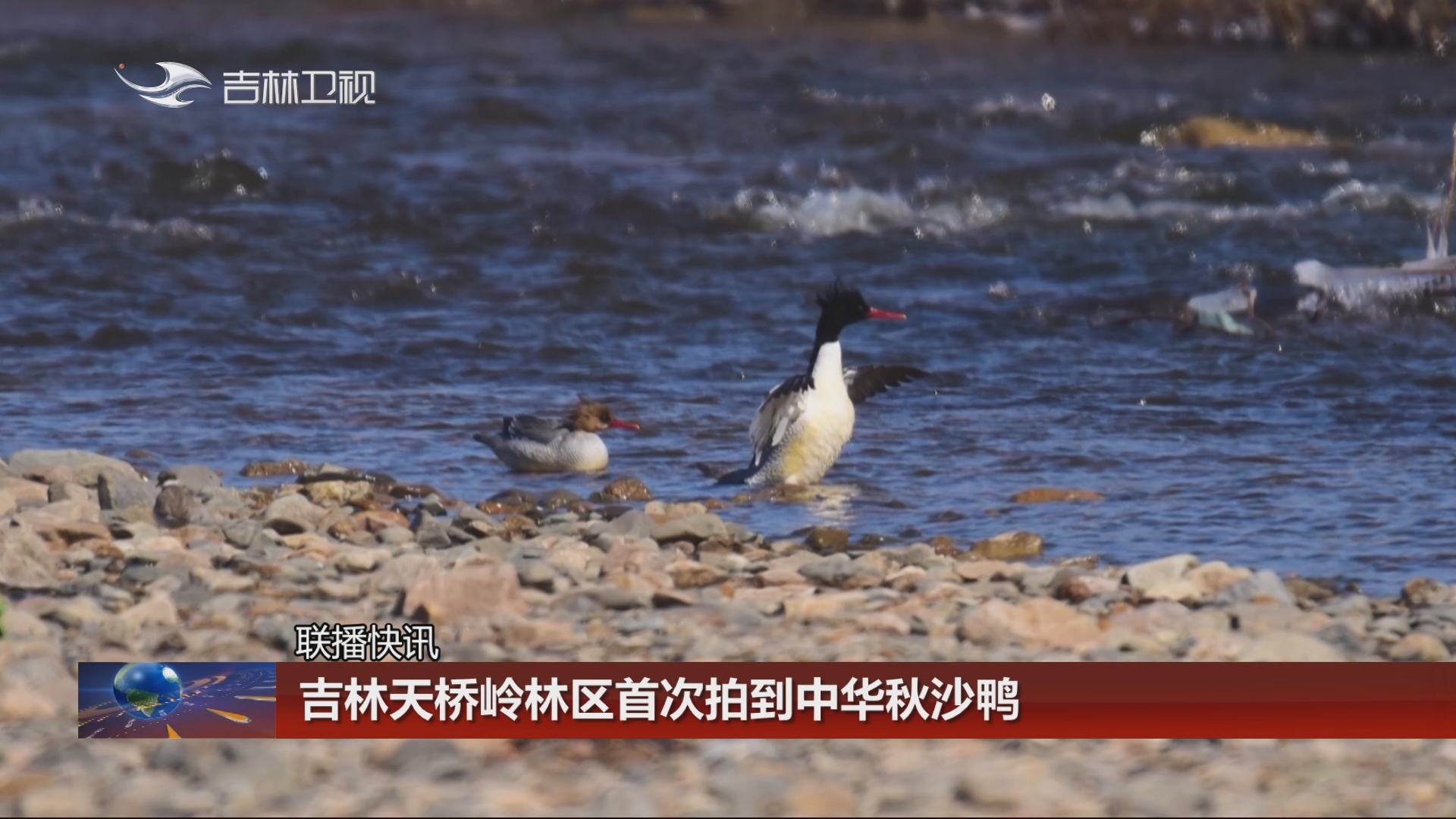 【联播快讯】吉林天桥岭林区首次拍到中华秋沙鸭