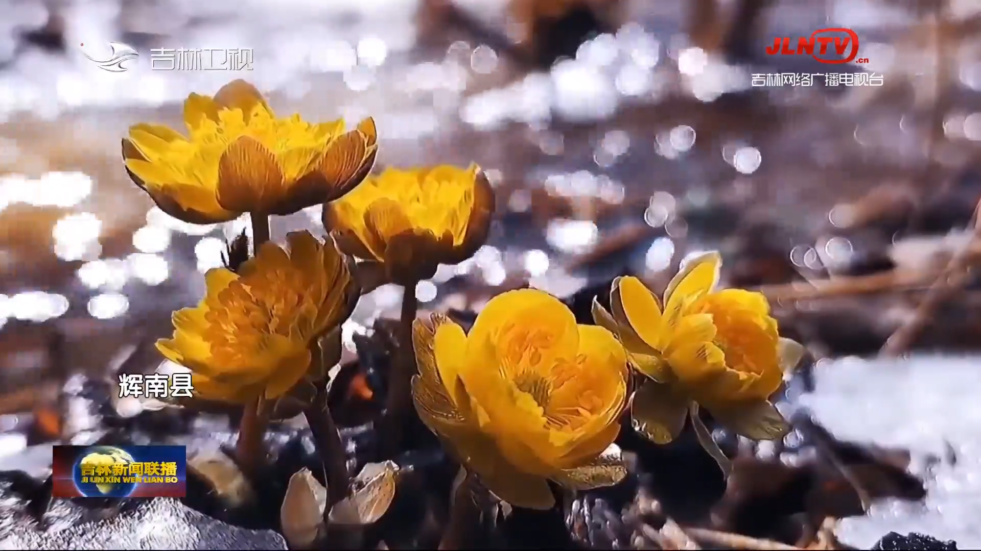 【吉地吉祥 吉祥之林】吉林：冰凌花开绽春意