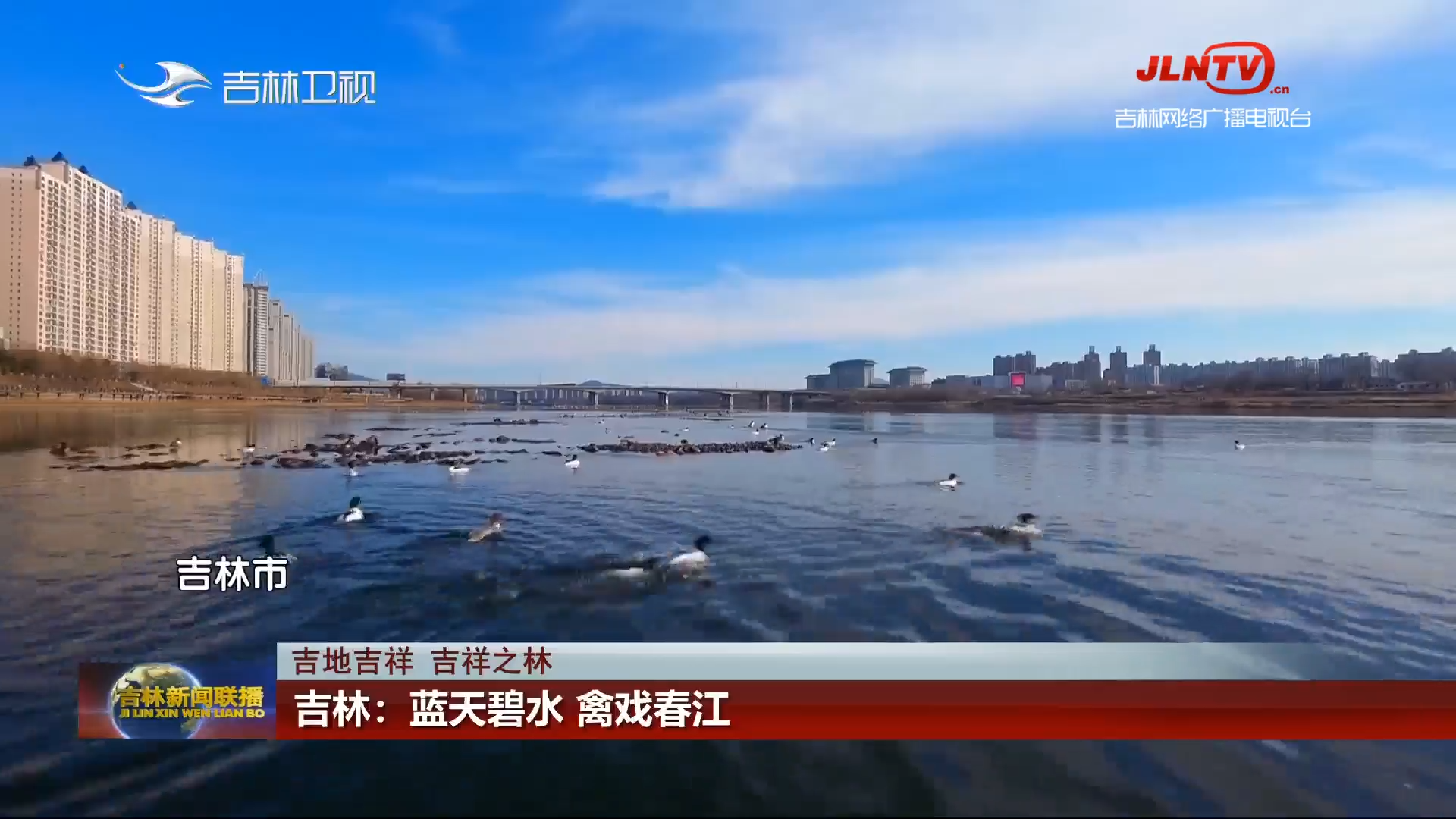 【吉地吉祥 吉祥之林】吉林：蓝天碧水 禽戏春江