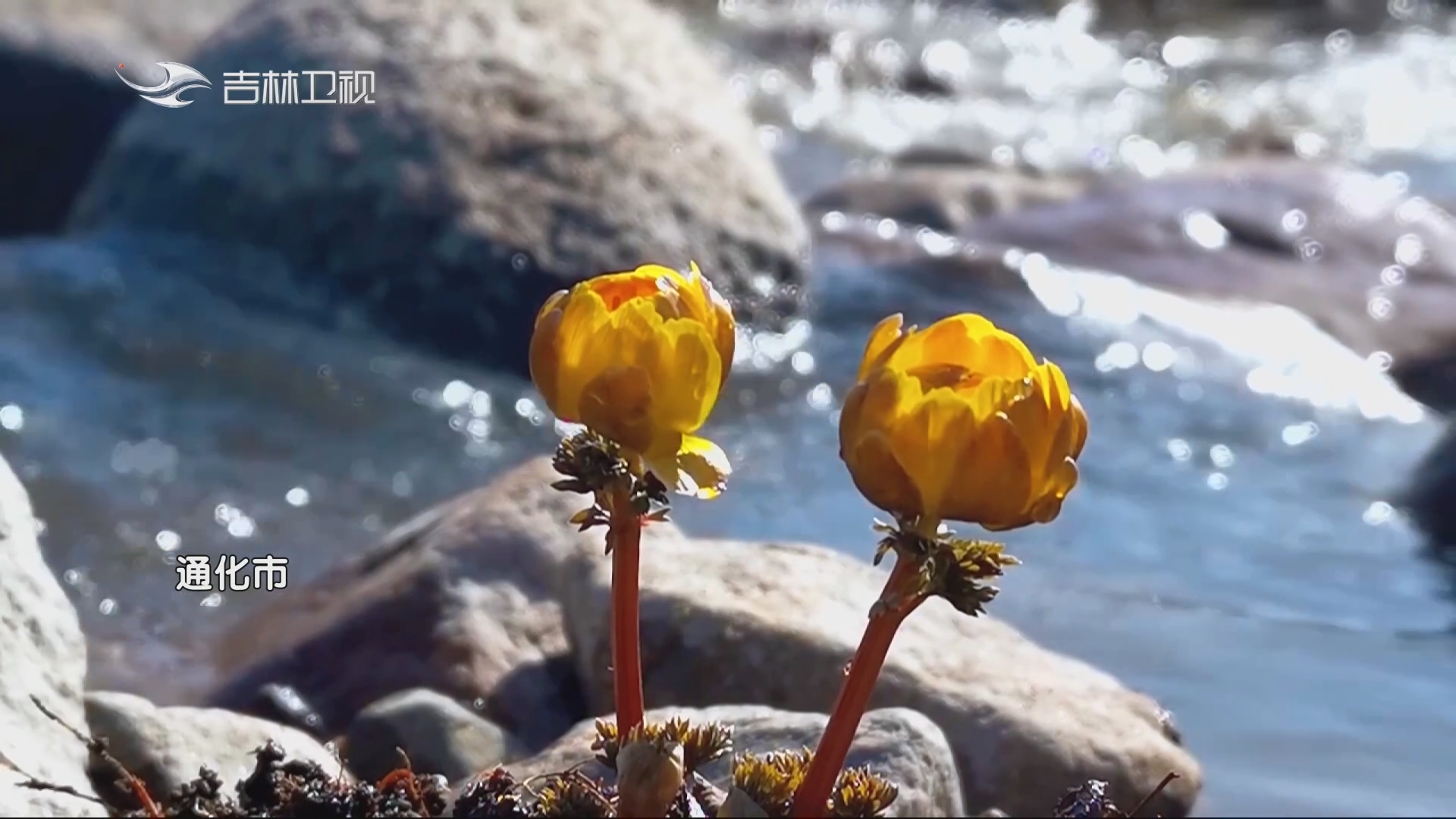 【吉地吉祥 吉祥之林】春和景明风光好