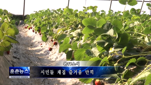 시민들 채집 즐거움 만끽