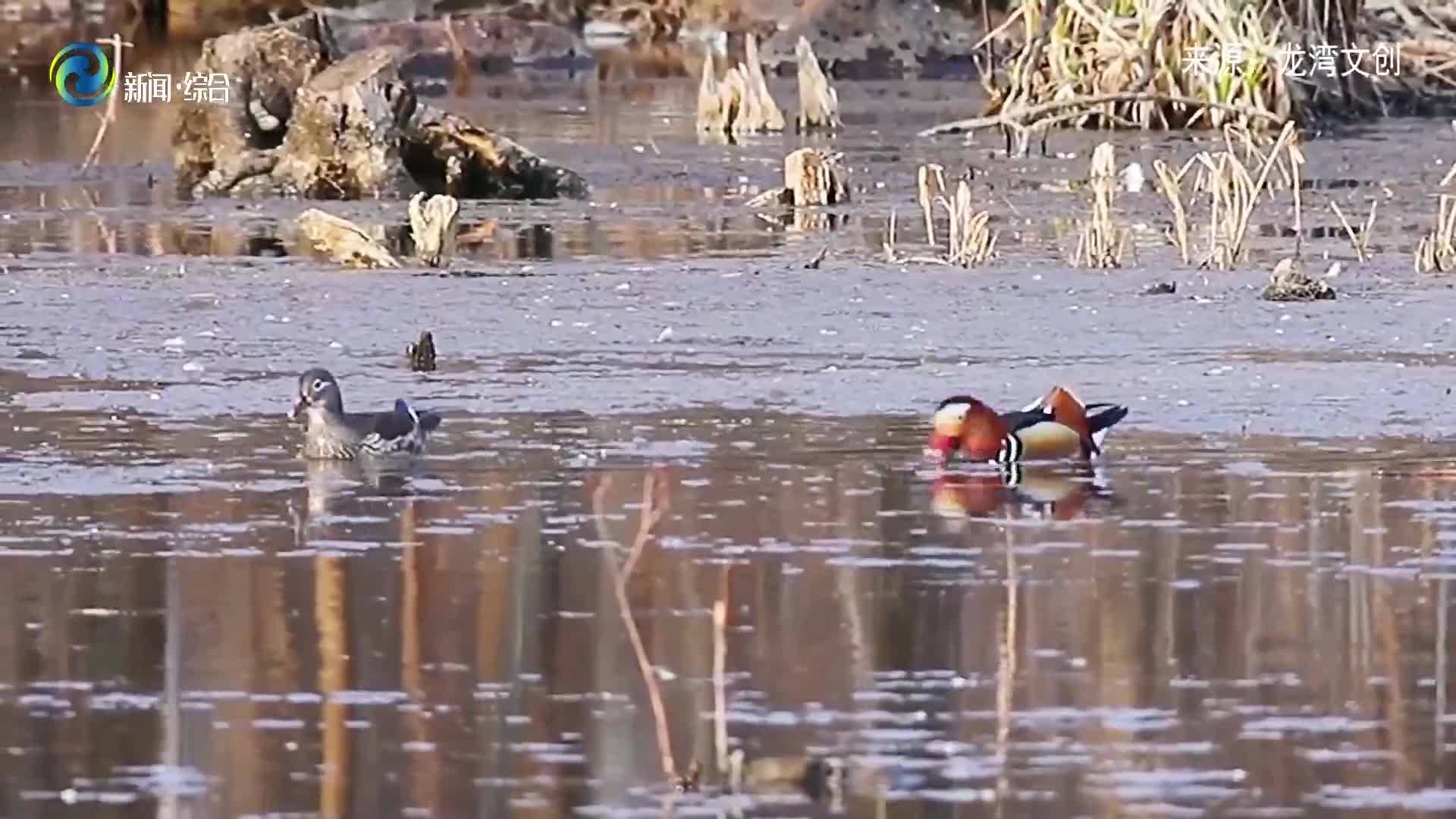 辉南县风光片：鸳鸯戏水