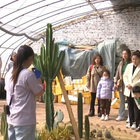 多肉植物亲子种植 清明假期新时尚