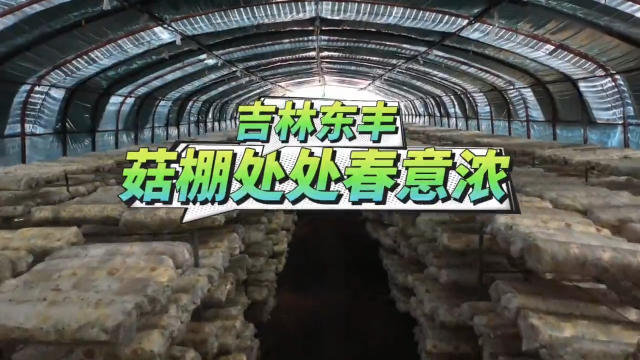 微视频||吉林东丰：菇棚处处春意浓