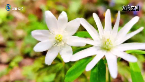 辉南县：七色山花谷 春醒百花开