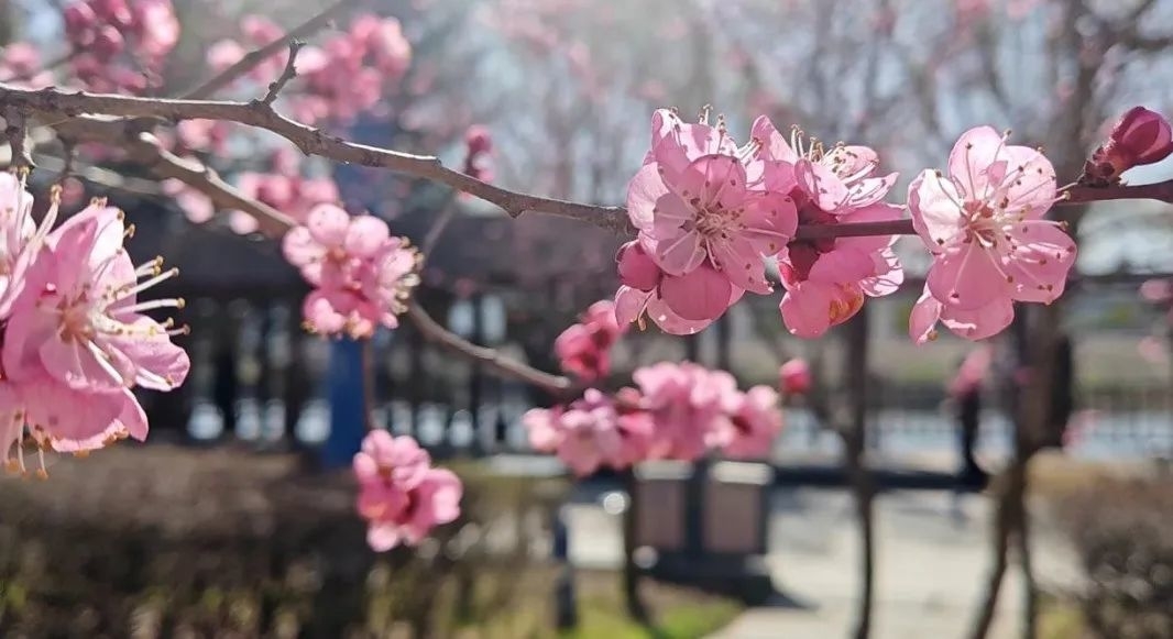 春游白山 奔赴诗和远方 | 梅花竞放春色美 花香四溢满枝头