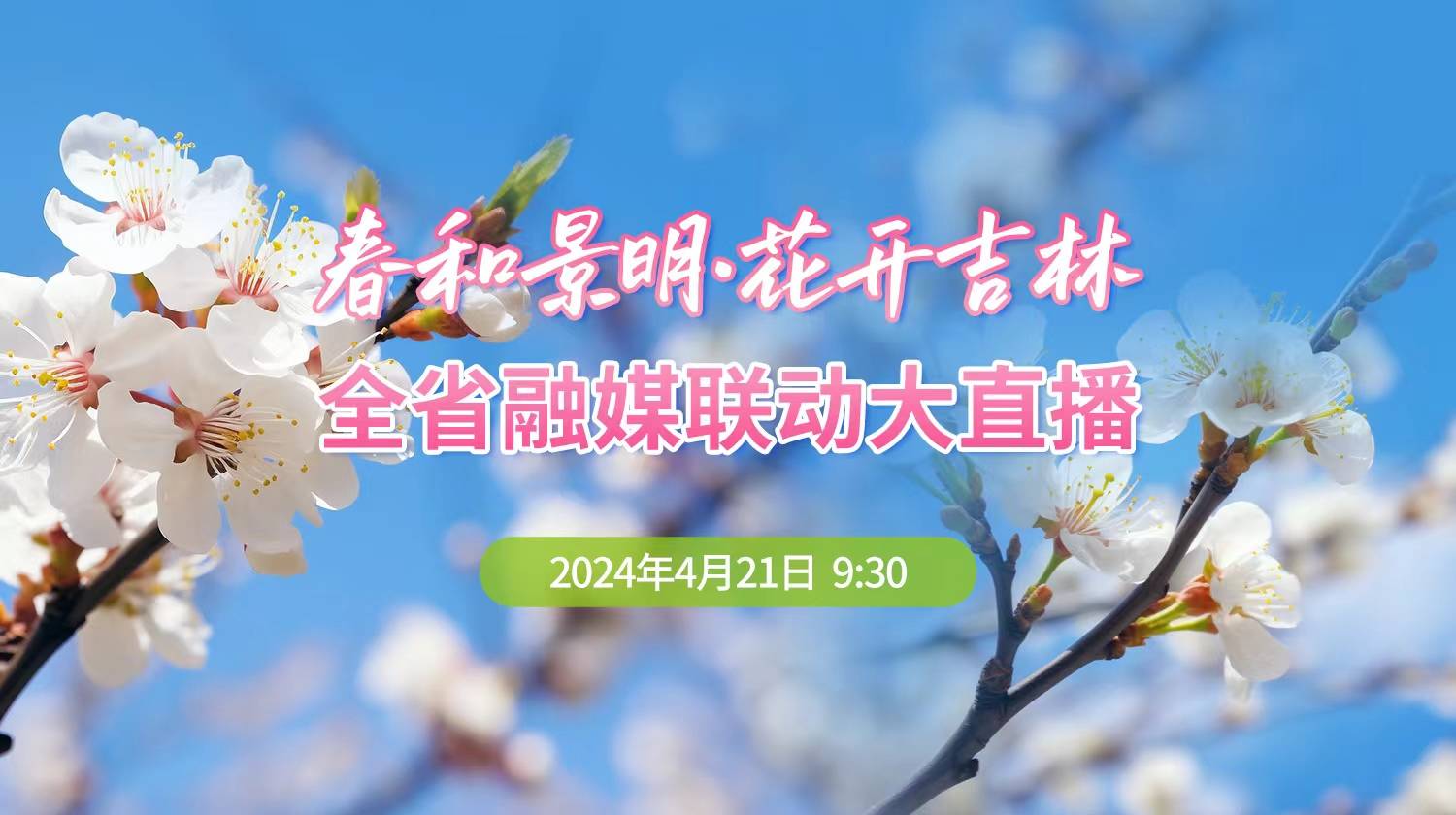 直播预告：春和景明·花开吉林 全省融媒联动大直播