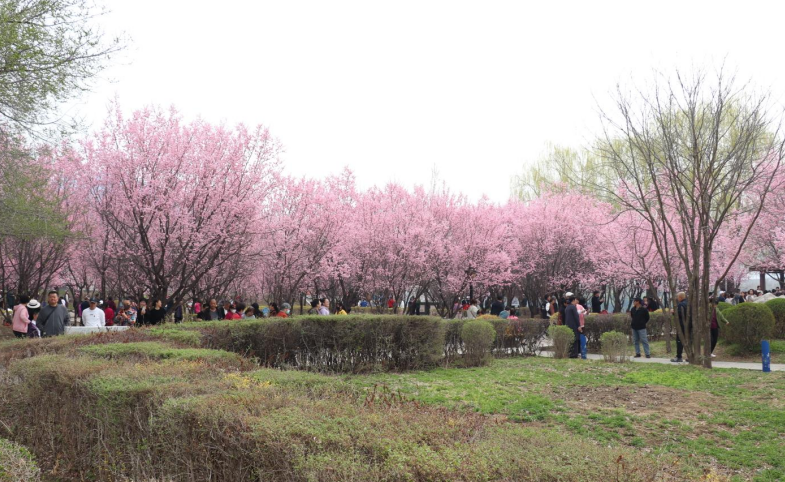 春游临江 花见“梅”好——临江市举办首届梅花文化旅游节