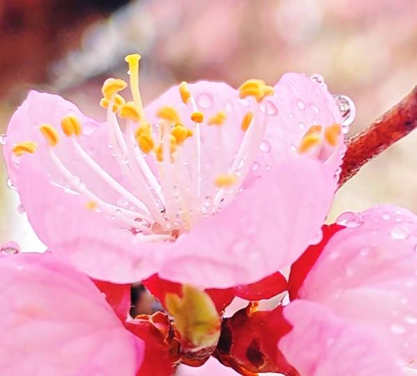 春游白山 奔赴诗和远方 | 行至春深 雨中的梅花更显娇嫩