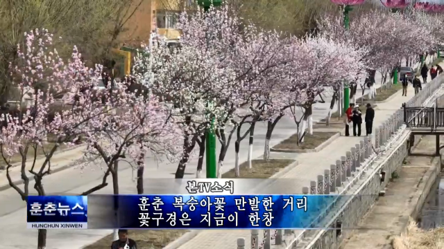 훈춘 복숭아꽃 만발한 거리 꽃구경은 지금이 한창