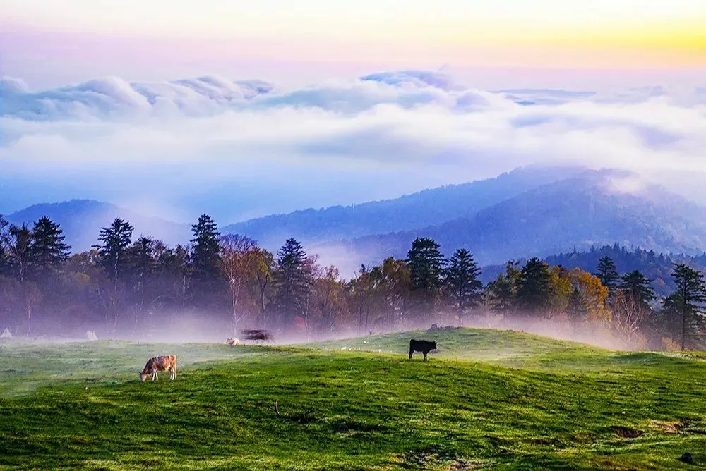 春游白山 奔赴诗和远方 | 临江踏青赏花之旅