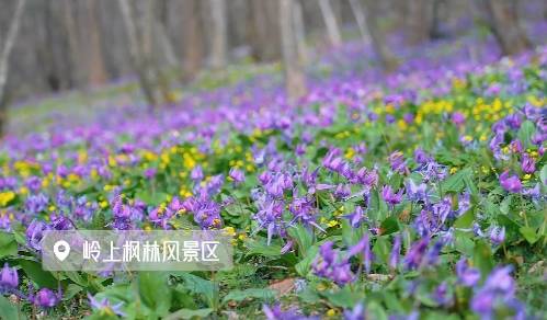 春游白山 奔赴诗和远方 | 岭上花开春日美