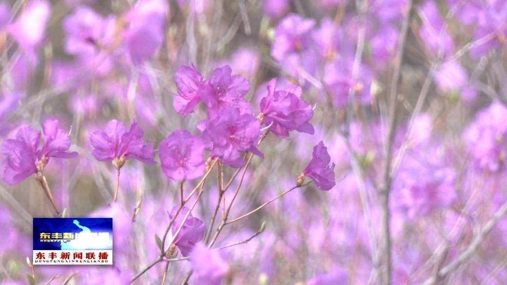 东丰县小四平镇杜鹃花谷花开正旺