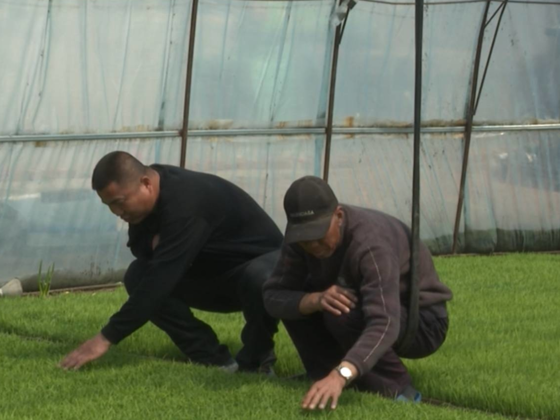 达里巴乡：水稻秧苗长势好 科技助力望丰收