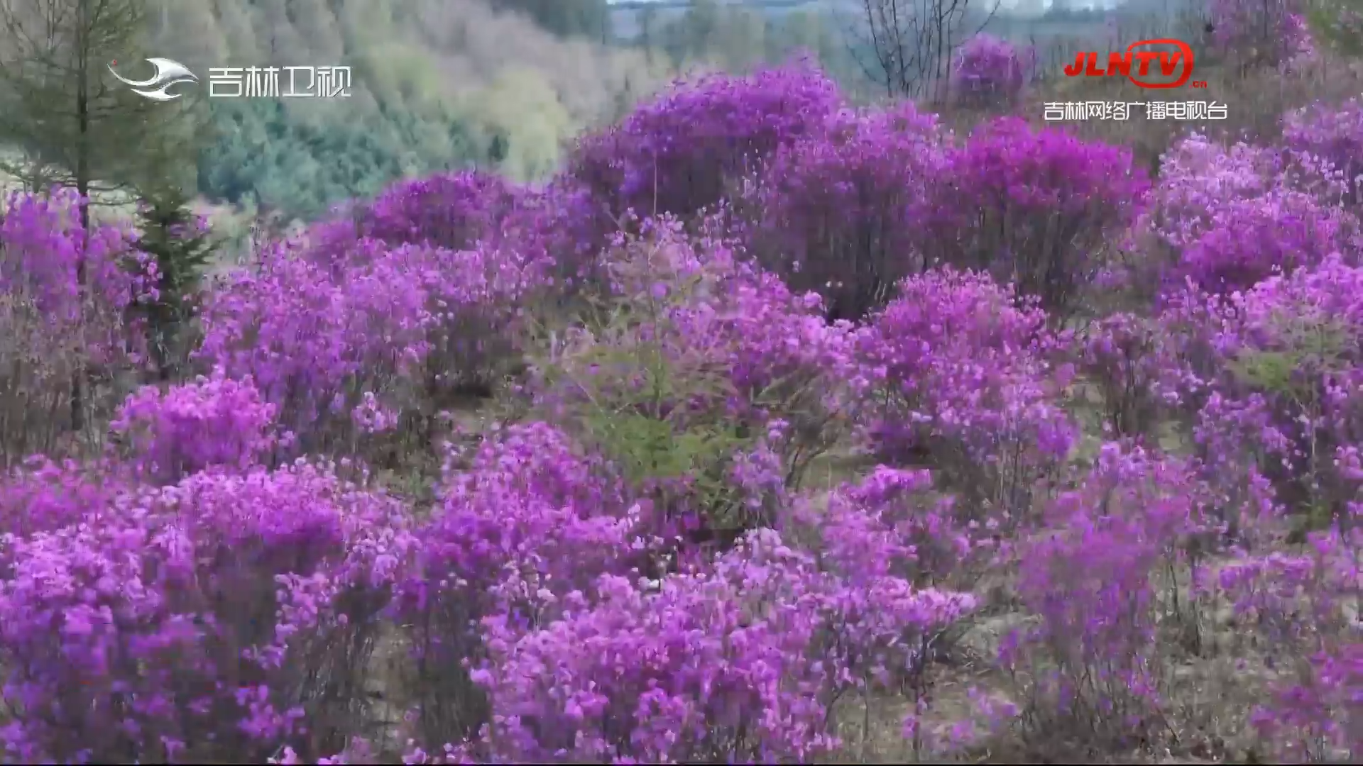 【吉地吉祥 吉祥之林】吉林：繁花似锦 美景如画