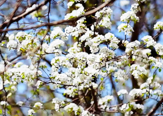 短视频 | 梨花绽放