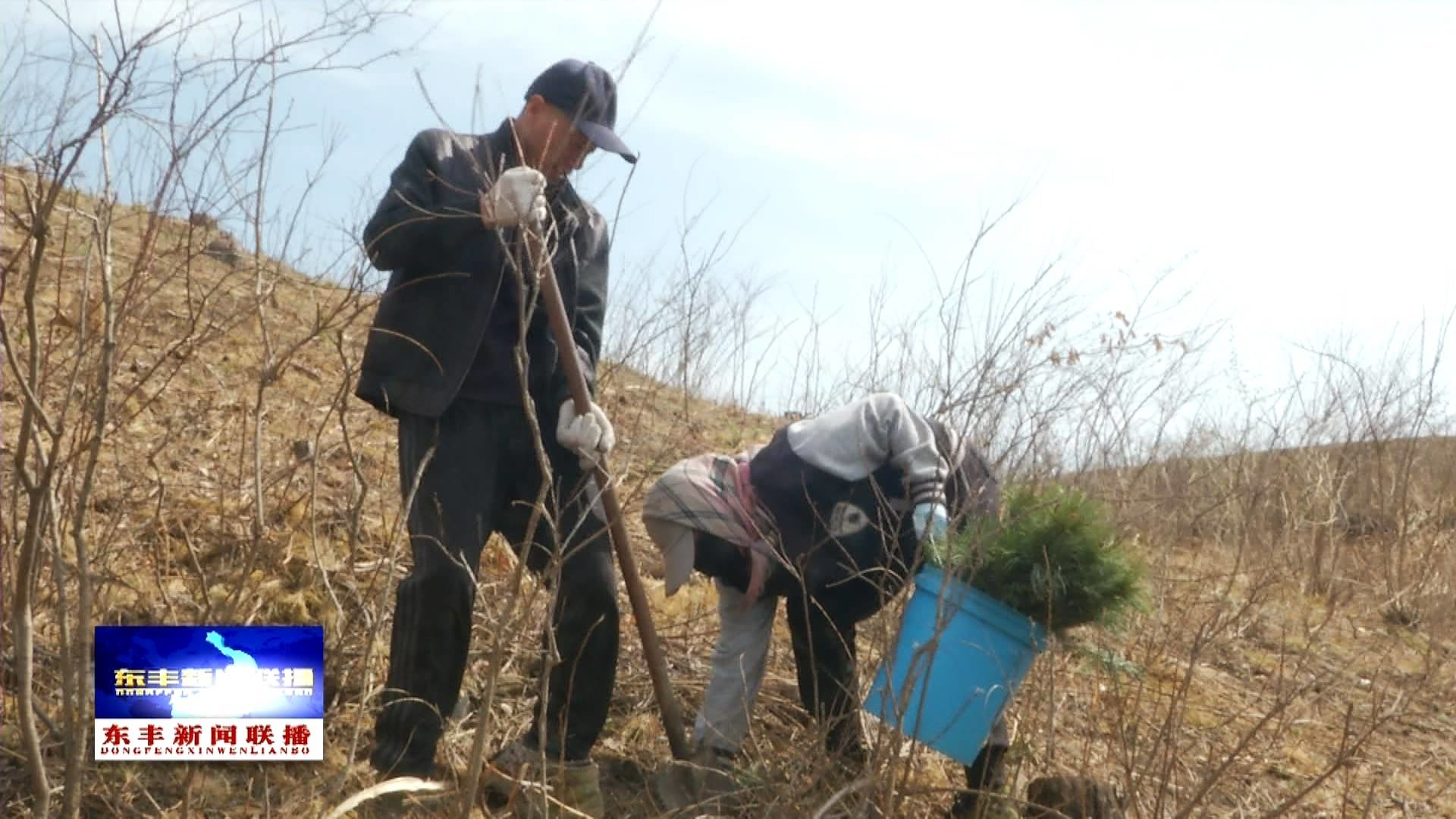 东丰县小四平镇小阳村 ：发展果松种植 实现绿富双赢