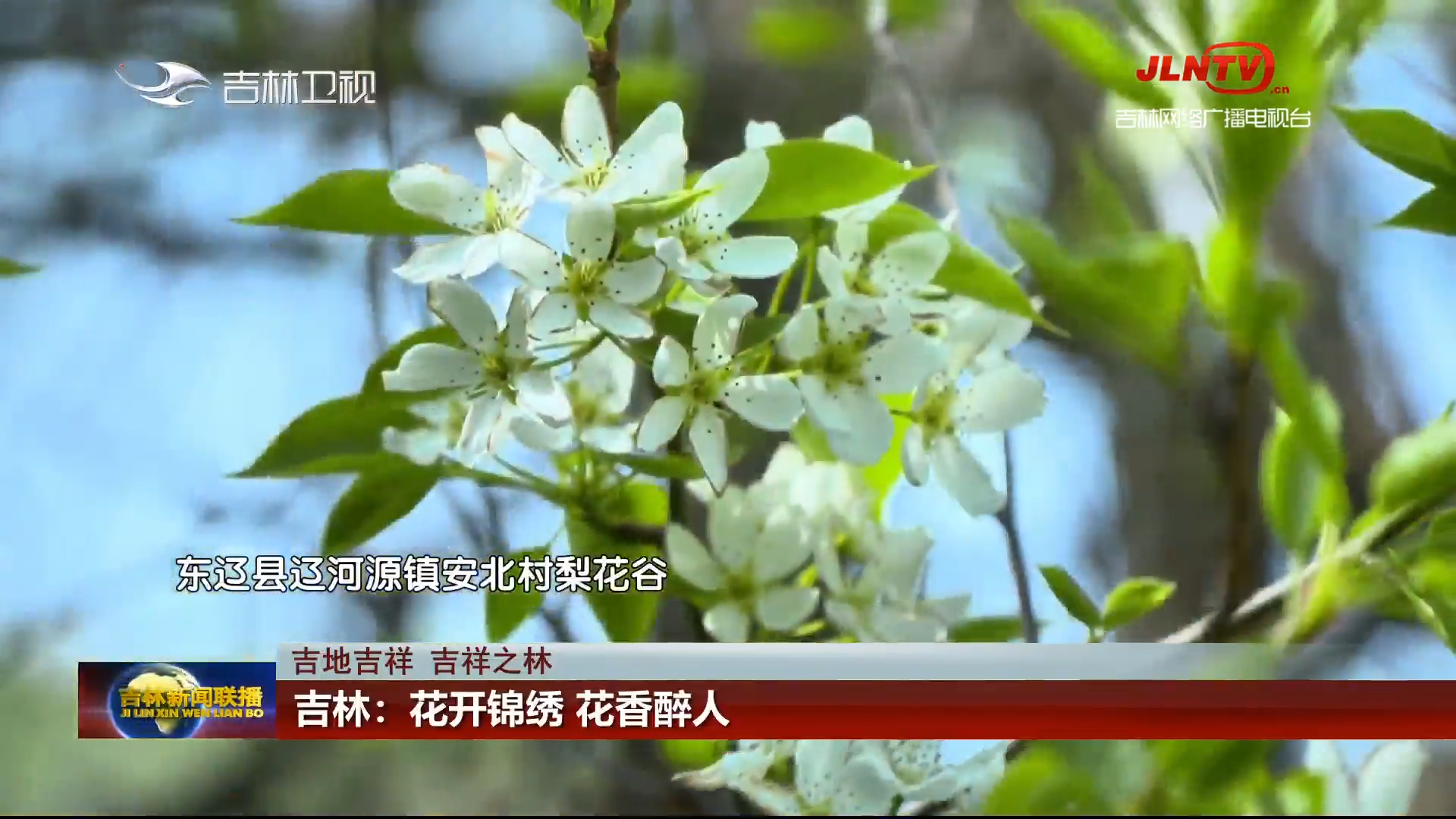 【吉地吉祥 吉祥之林】吉林：花开锦绣 花香醉人