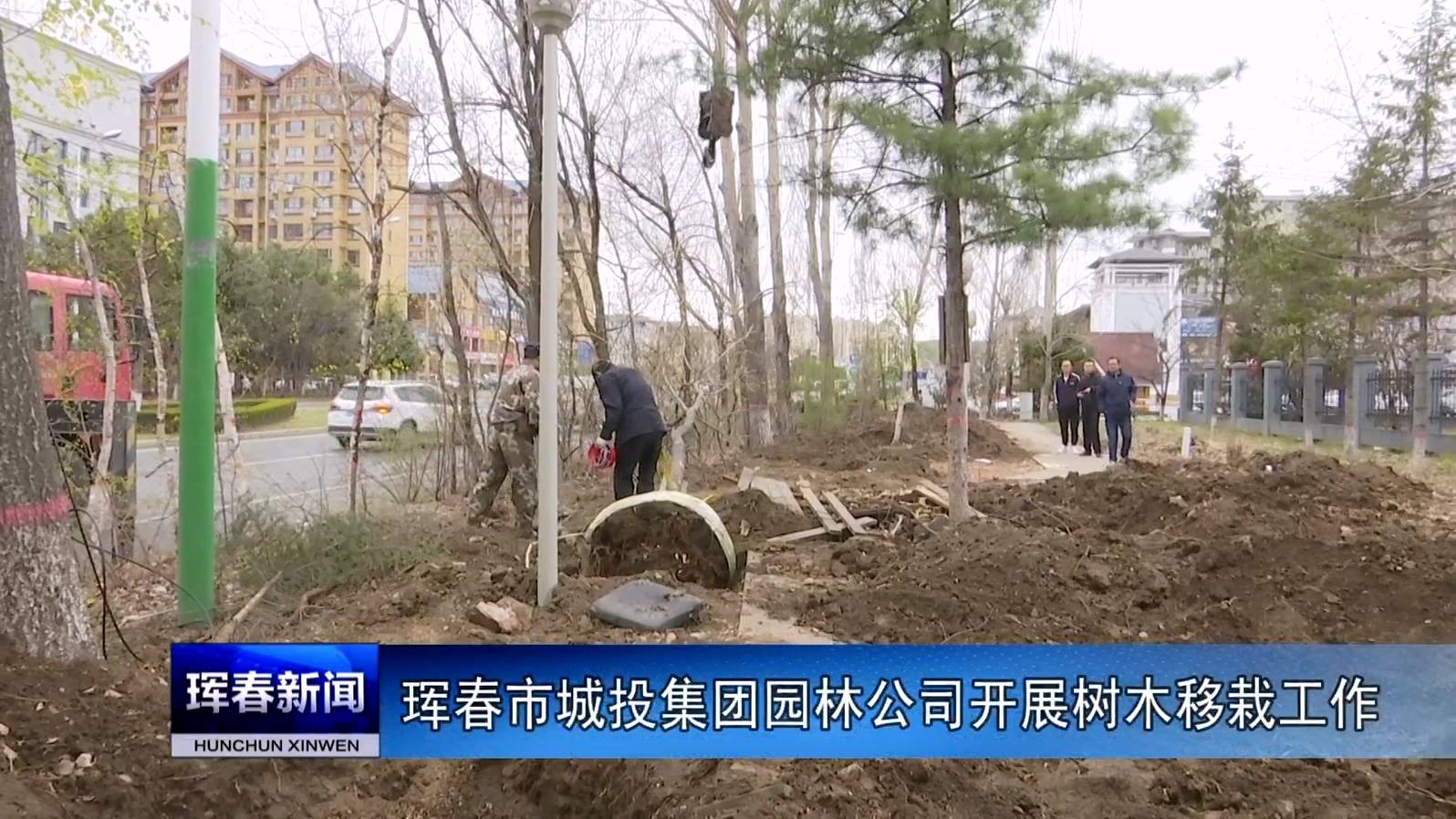 珲春市城投集团园林公司开展树木移栽工作