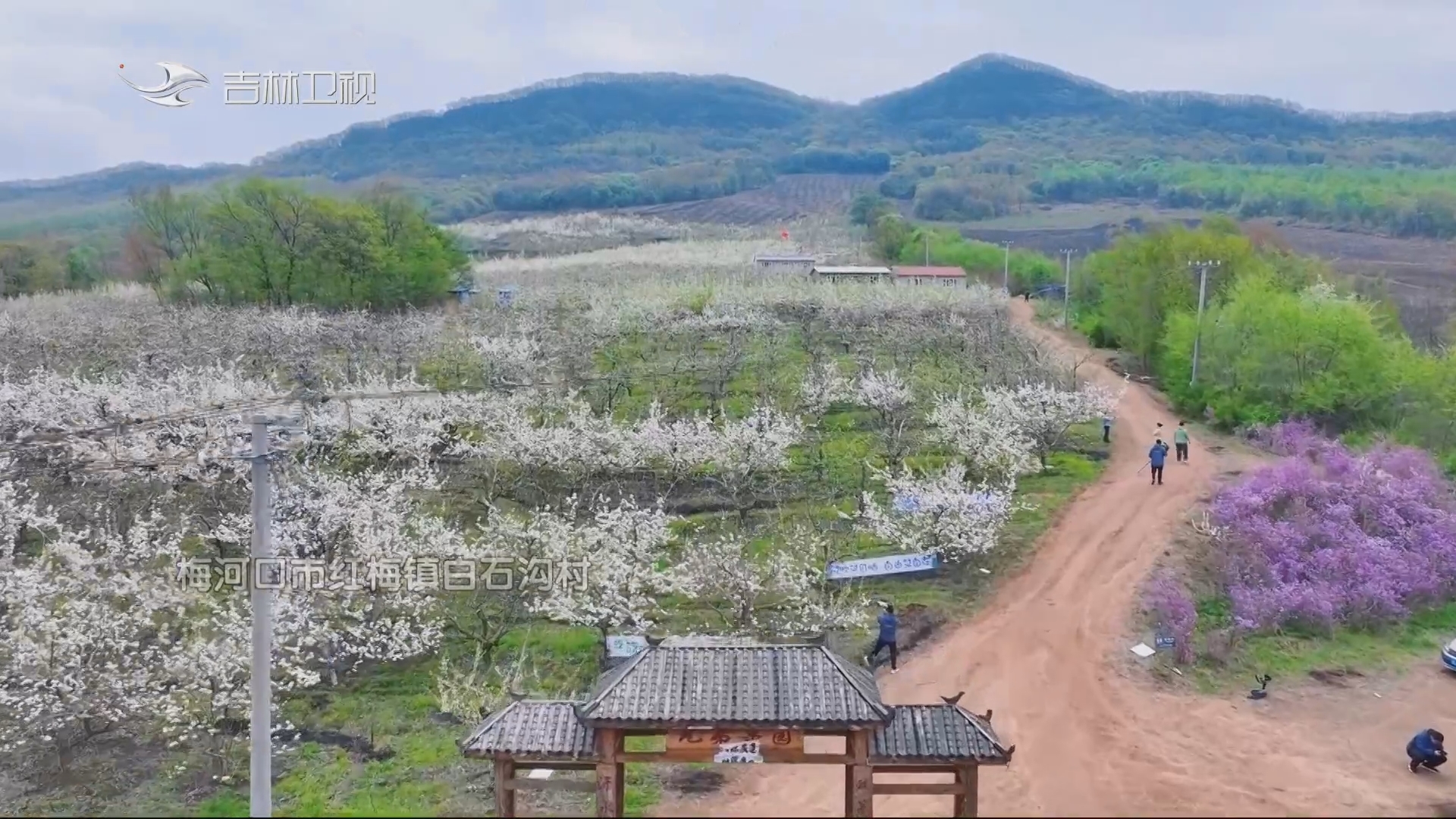 【吉地吉祥 吉祥之林】吉林：梨花轻舞绽芳菲