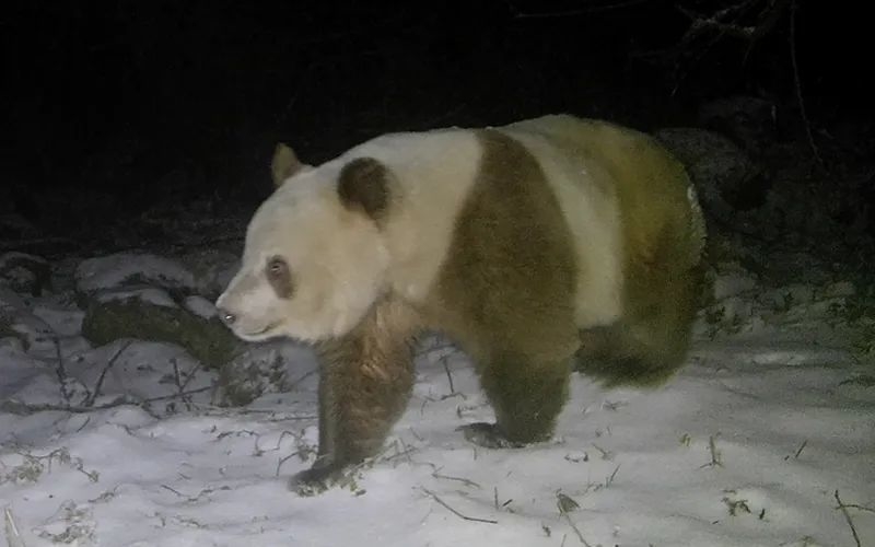 时隔6年，秦岭再次发现棕色大熊猫！