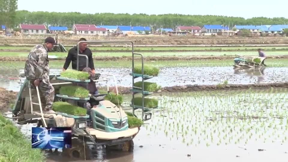 前郭灌区：水稻插秧忙 沃野披上翠新装