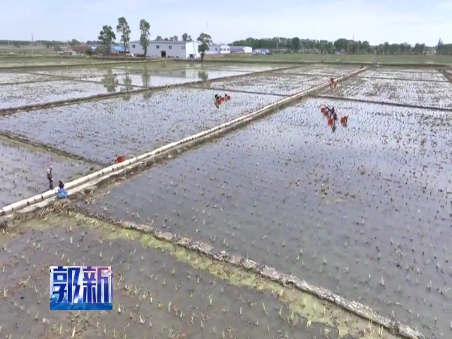 红旗农场有限公司：因地制宜发展茭白种植 增加职工收入