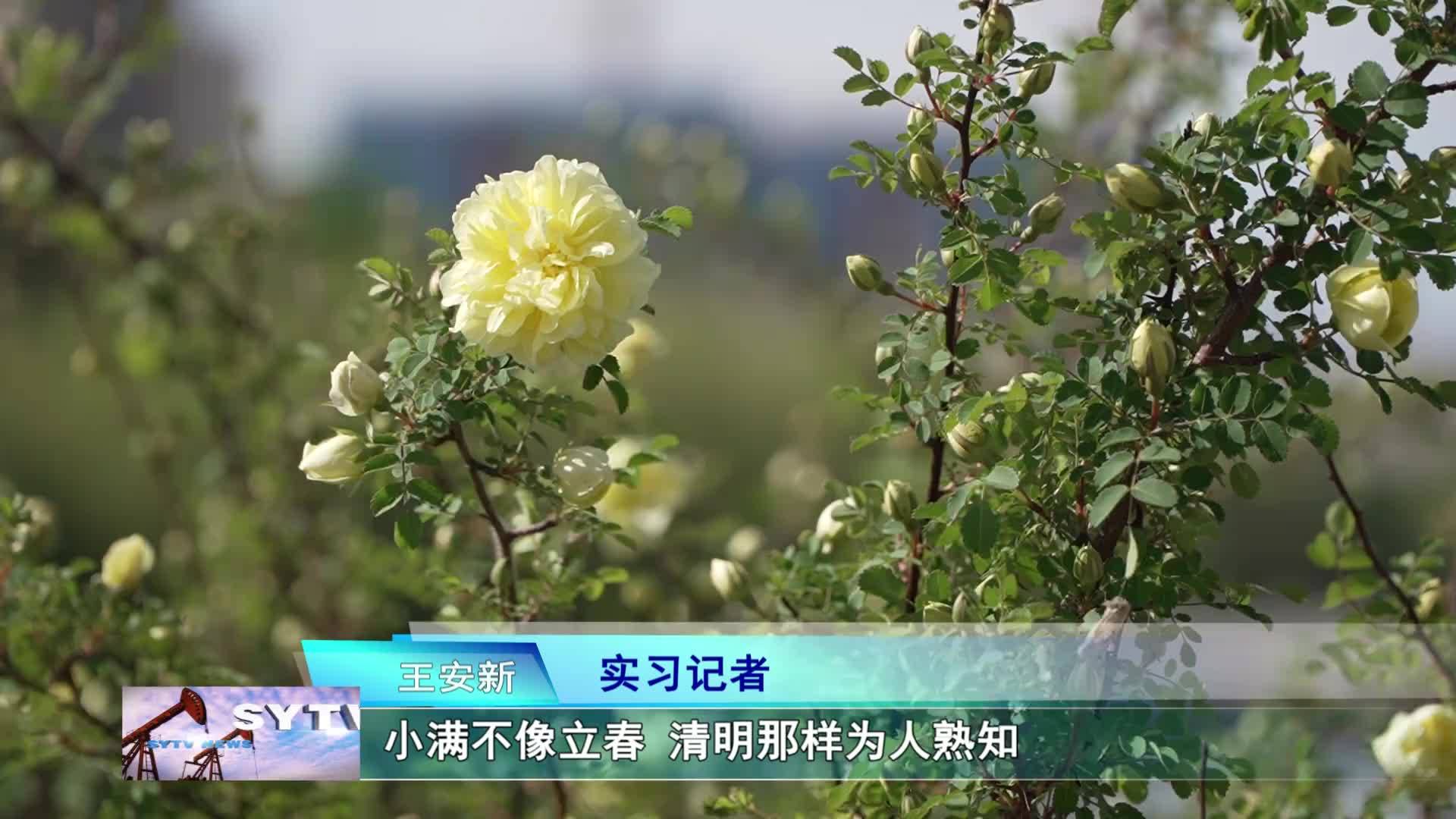 主播说节气——小满