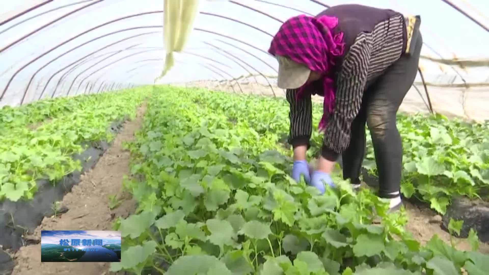 【乡村振兴进行时】  长岭县前七号镇：大棚香瓜种出特色好“钱景”