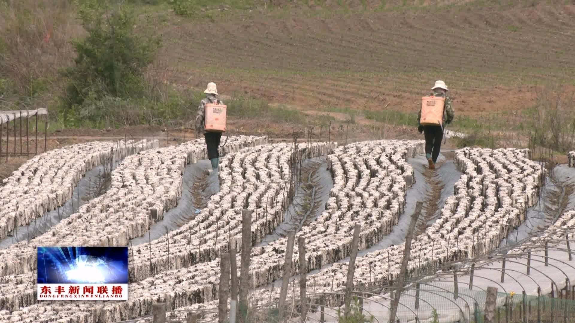 东丰县二龙山乡：黄土地里种“黑金” 木耳致富“菌”有道