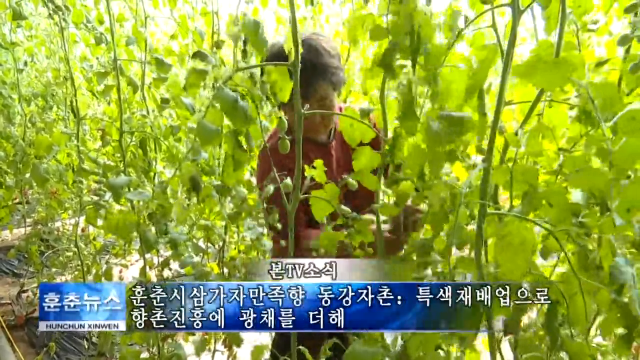 훈춘시삼가자만족향 동강자촌：특색재배업으로 향촌진흥에 광채를 더해