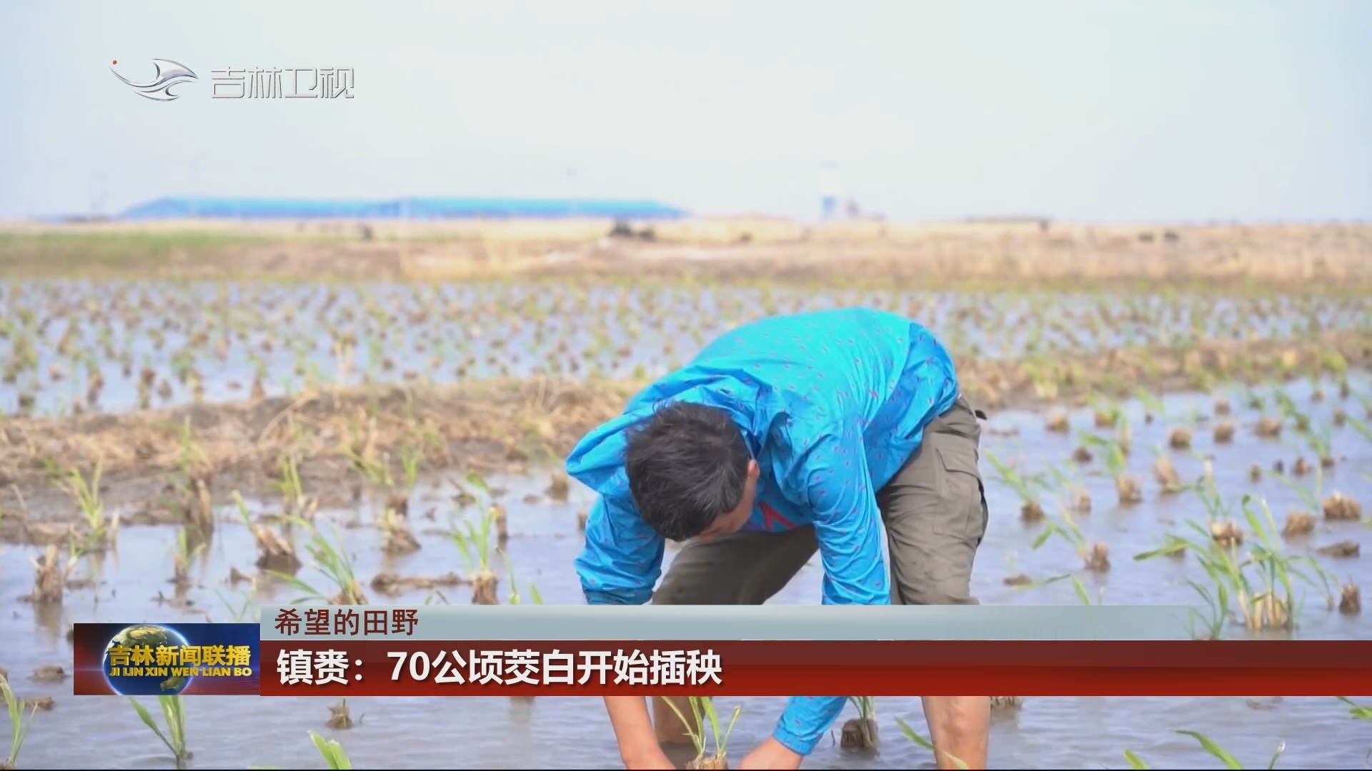 【希望的田野】镇赉：70公顷茭白开始插秧