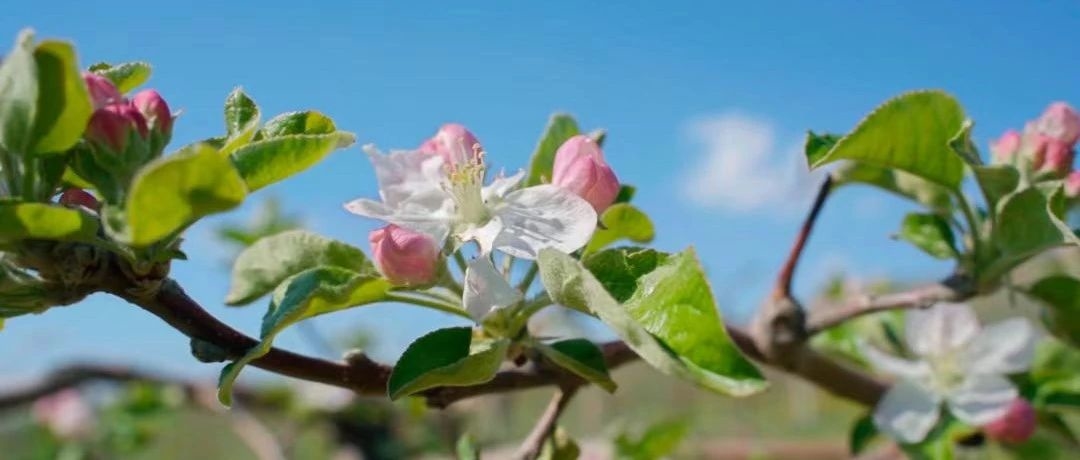 珲春：苹果花开孕育致富新希望