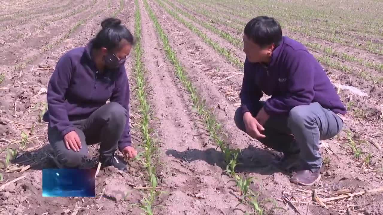 前郭县农机服务中心召开保护性耕作高标基地出苗情况现场观摩会