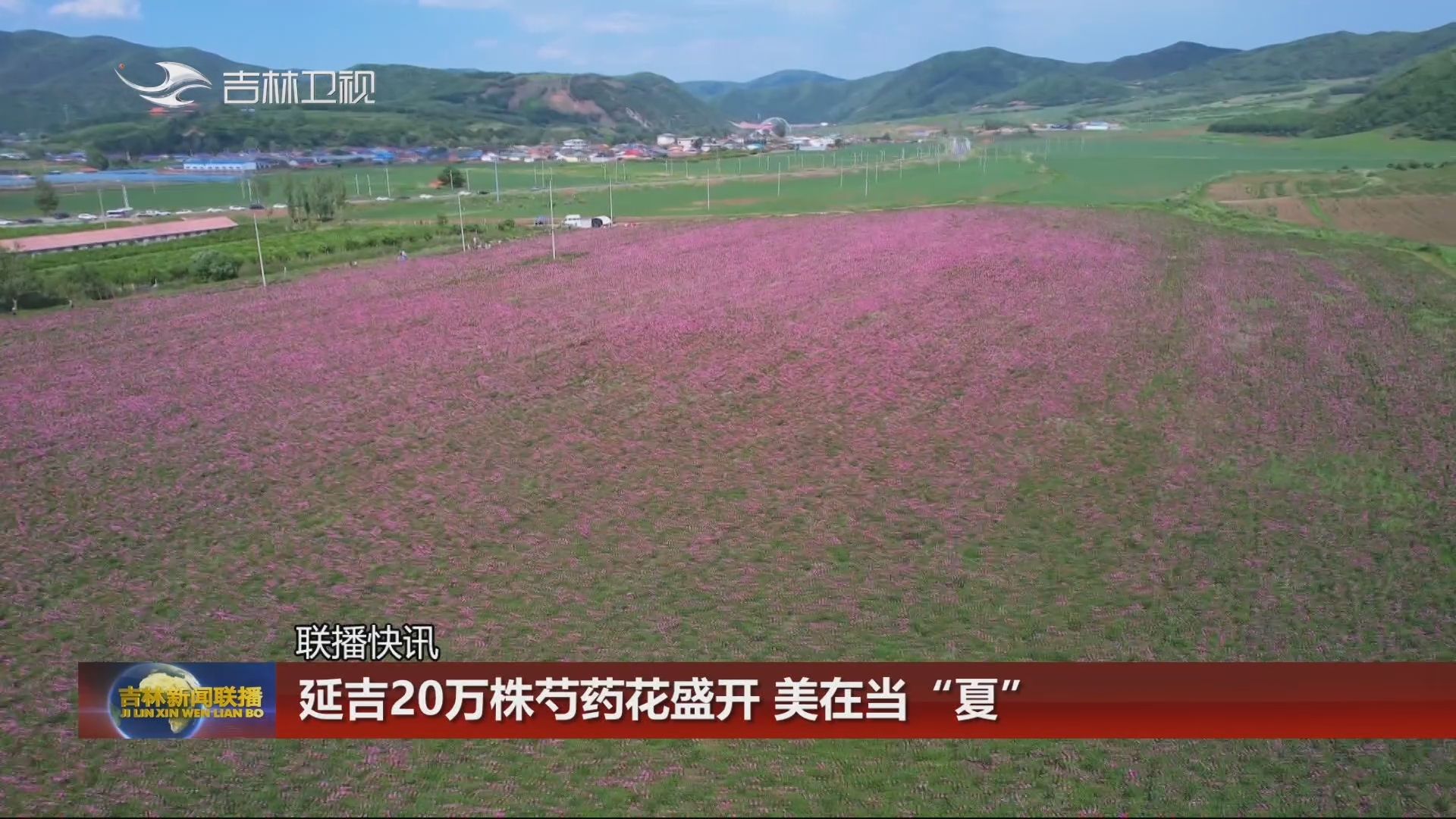 【联播快讯】延吉20万株芍药花盛开 美在当“夏”