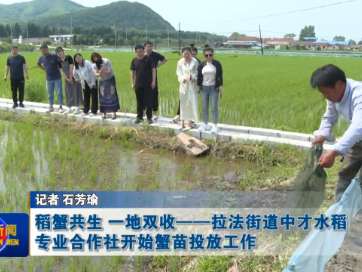 稻蟹共生 一地双收——蛟河市拉法街道中才水稻专业合作社开始蟹苗投放工作