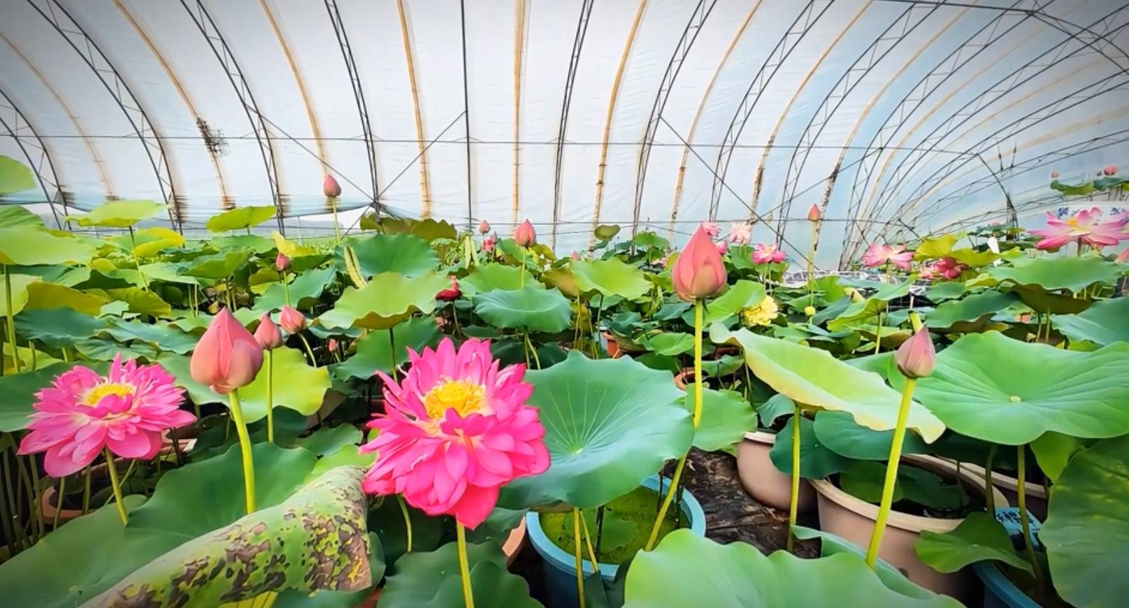 “好运莲莲”|前郭县查干湖镇荷花盛开引热销