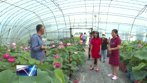 “好运莲莲”查干湖镇荷花盛开引热销